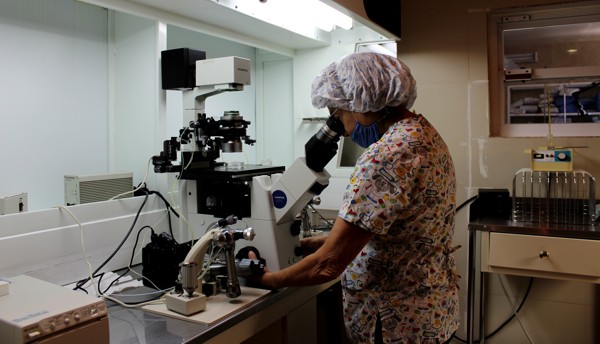 Analista observando al microscopio