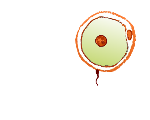 diagrama de fecundacion